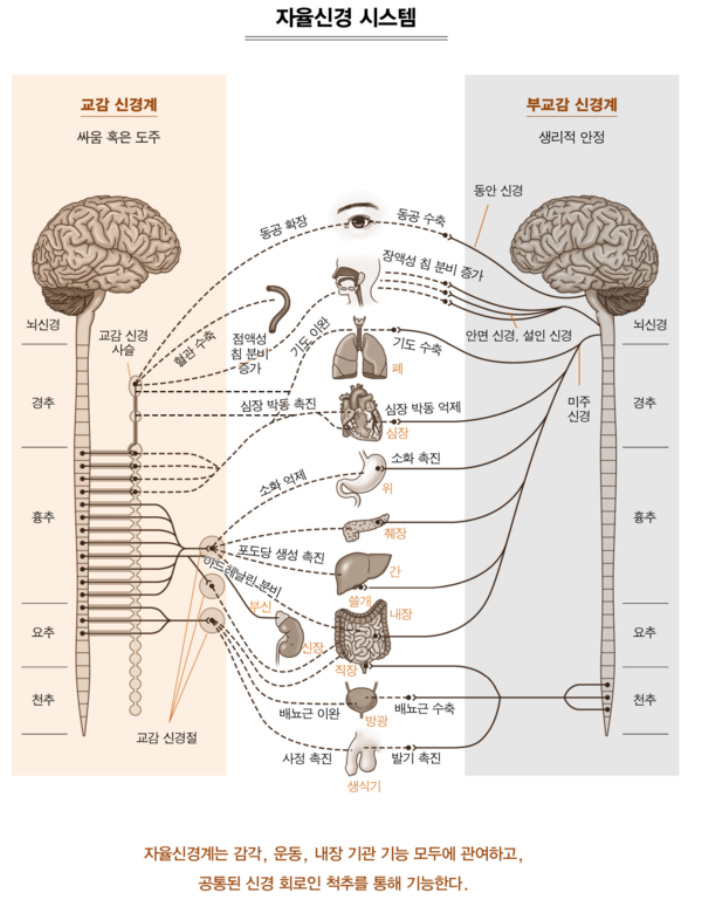 인체의 자율신경에서 교감신경의 위치와 역할, 그리고 부교감신경의 위치와 역할을 도표화 해 놓은 그림 사진