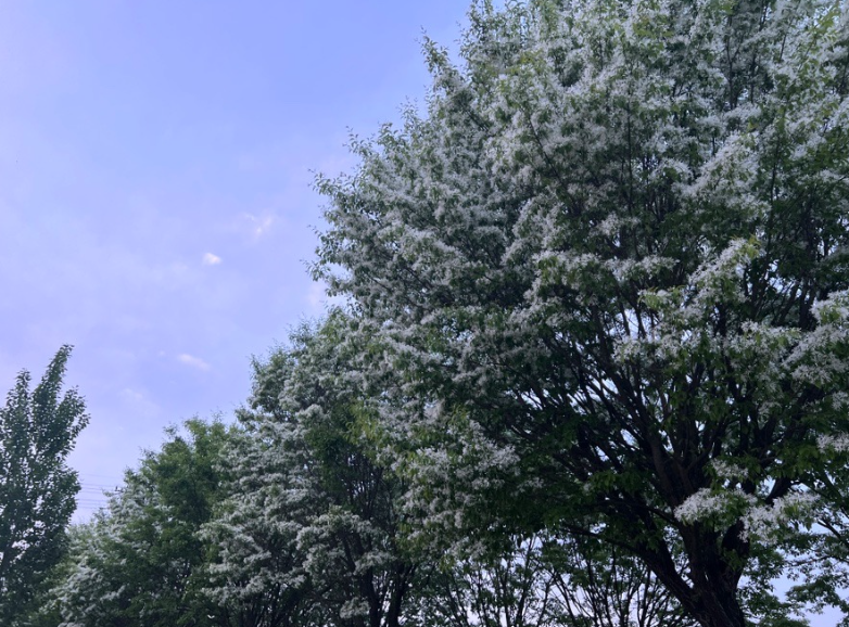 진천 이팝나무길, 5월 꼭 가봐야 할 국내 여행지!