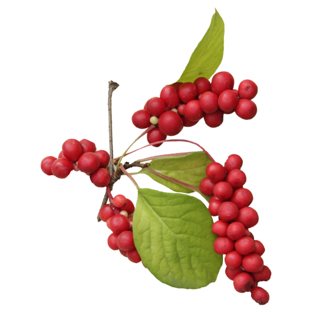 오미자청과 관련된 사진입니다.