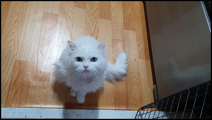 우리집-고양이-삼월이-사진