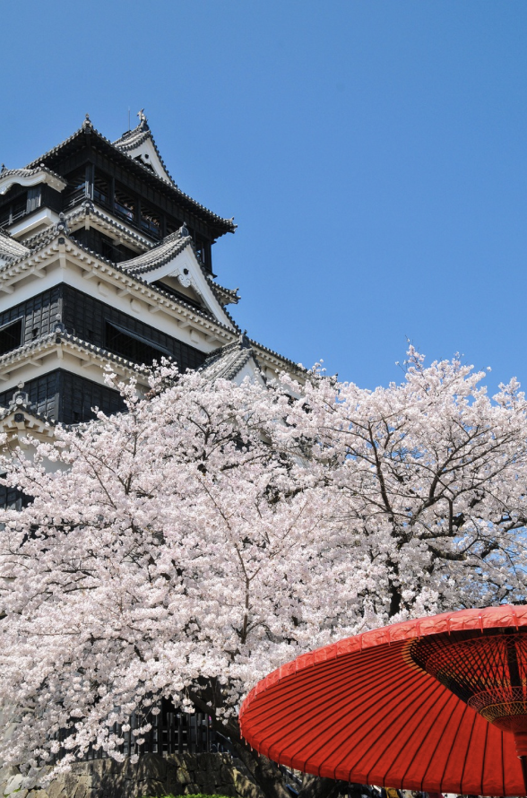 일본의 벚꽃 만개한 풍경