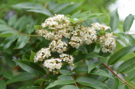 마가목 효능 부작용 