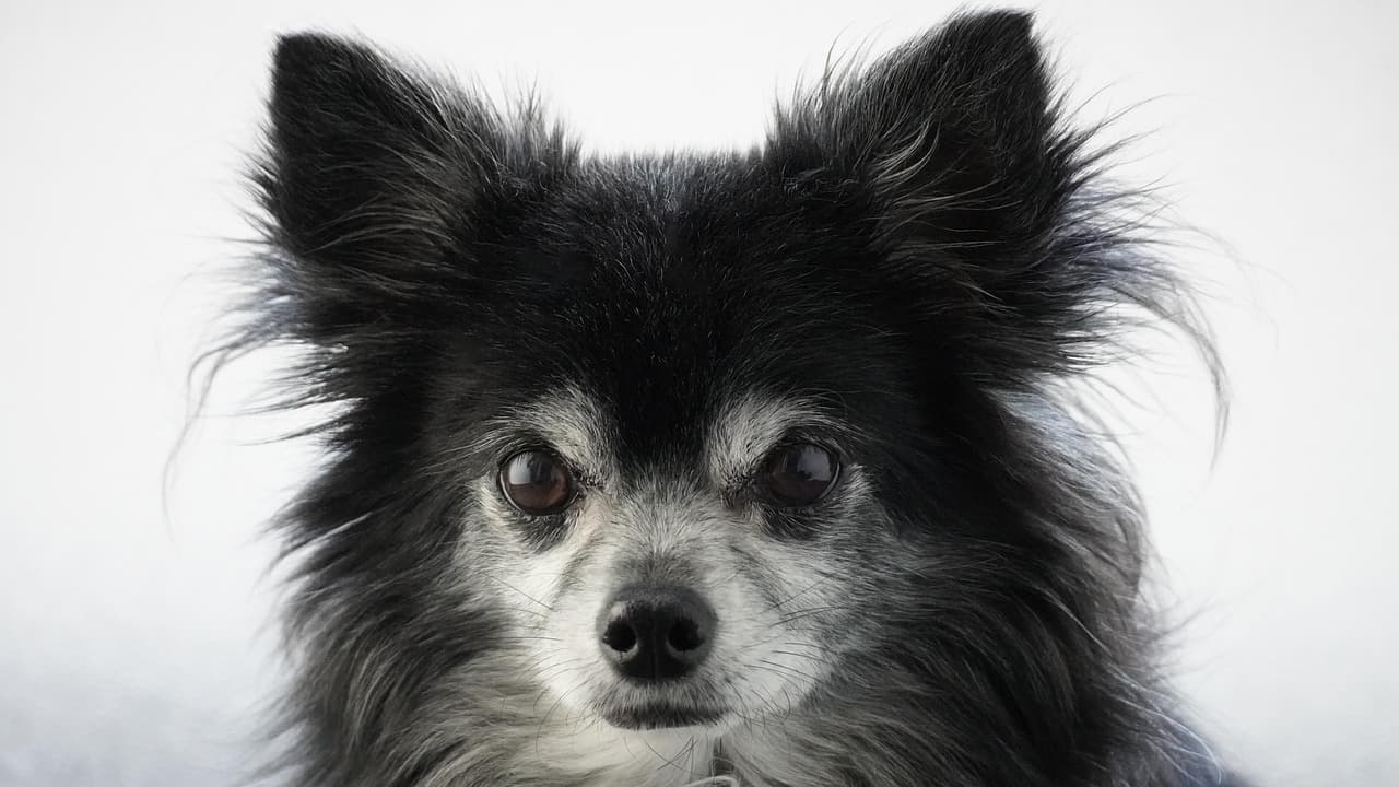 화재 발생 시 반려동물과 대피하는 방법