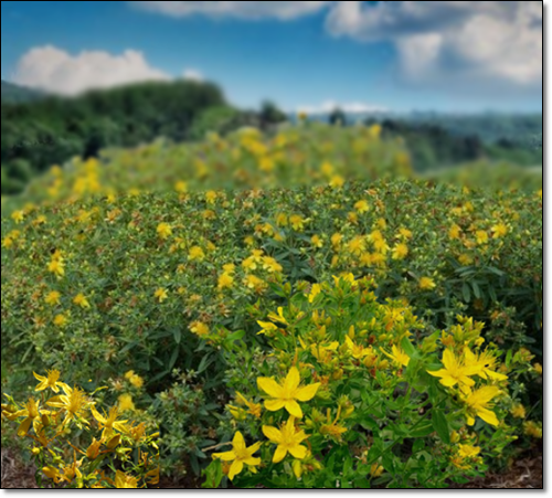 세인트존스워트