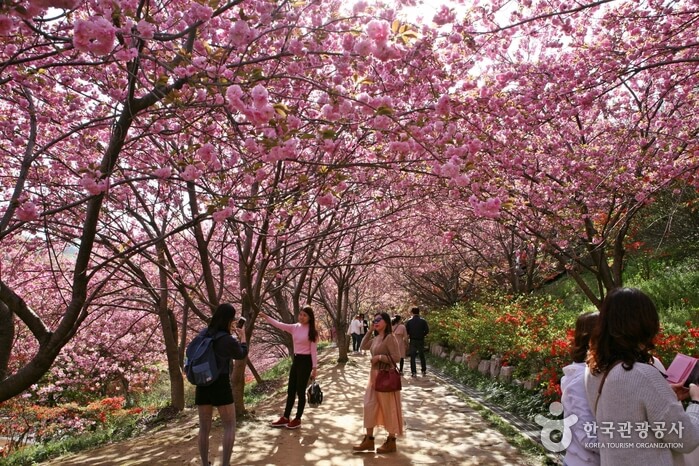 겹벚꽃의 풍경-한국관광공사 출저