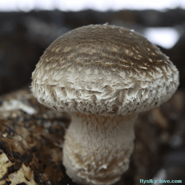 쫄깃쫄깃 식감이 좋은 송화버섯