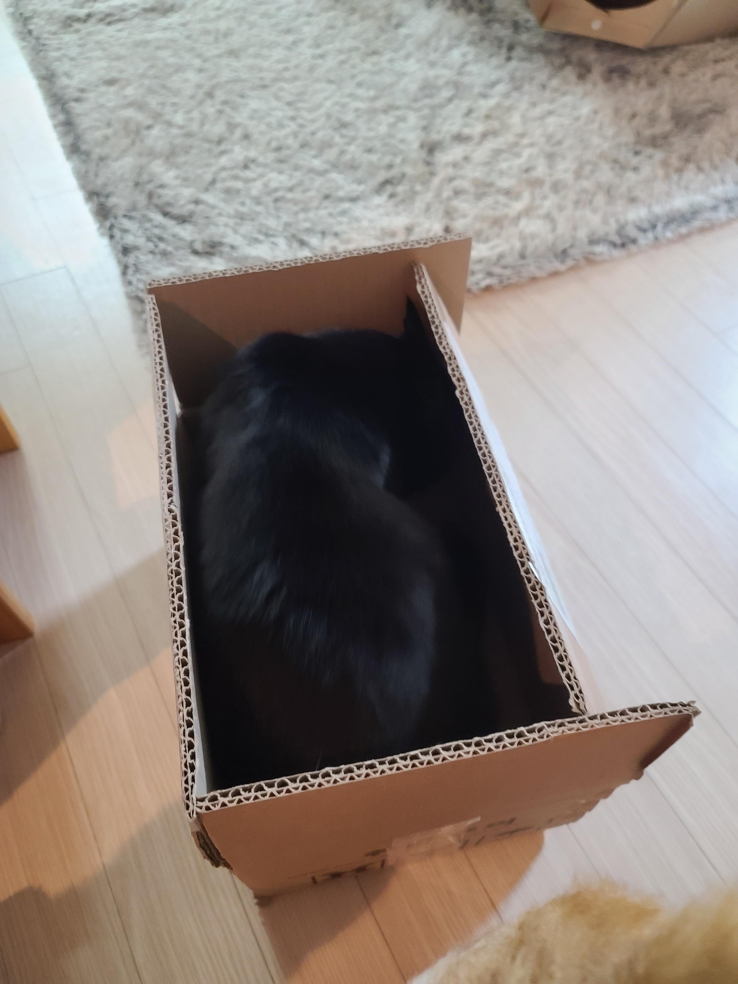 박스가 풍년이다!(feat.신난 건이와 요미.그리고 두리)