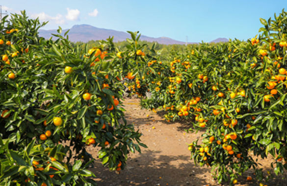 수국축제 행사 내용 관련 사진