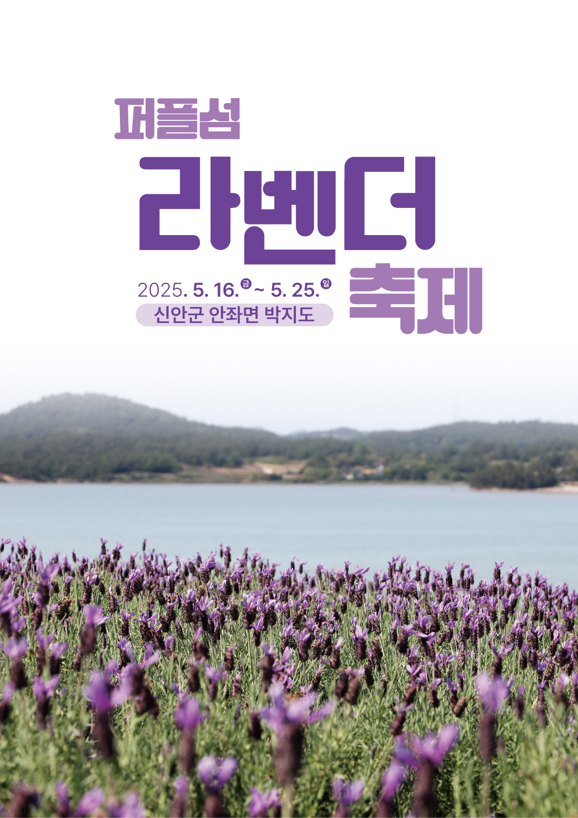 2025 신안 퍼플섬 라벤더 축제 일정 및 관람 정보