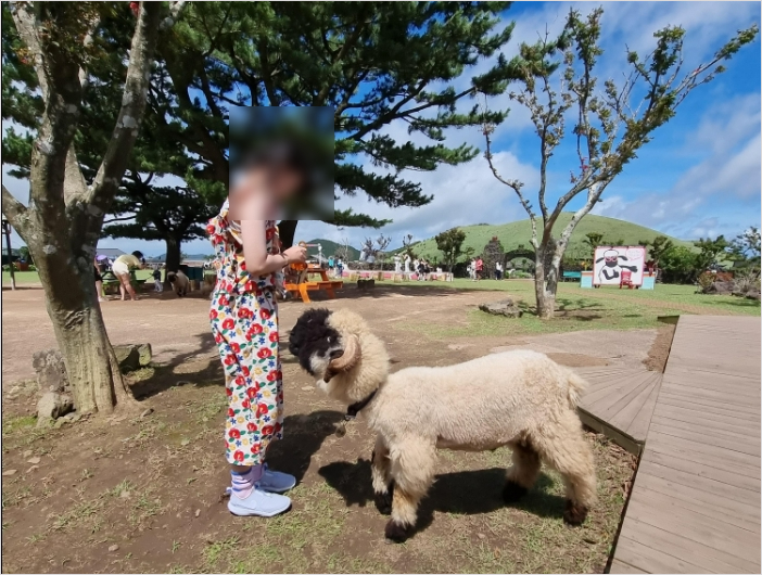 방문객들을 반갑게 맞아주는 검은 양