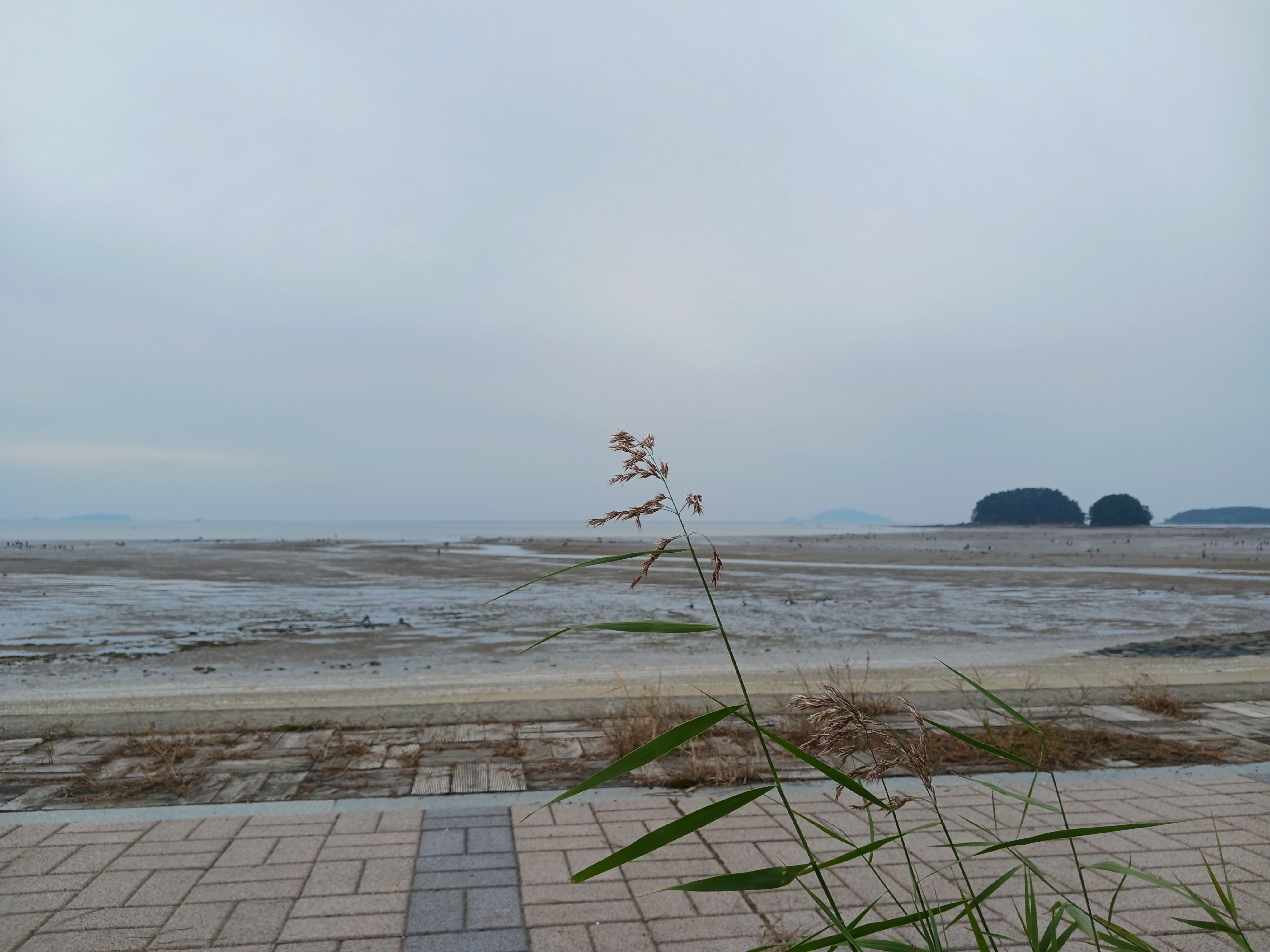 서천갯벌