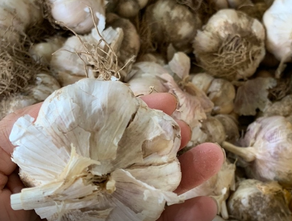 마늘 사진