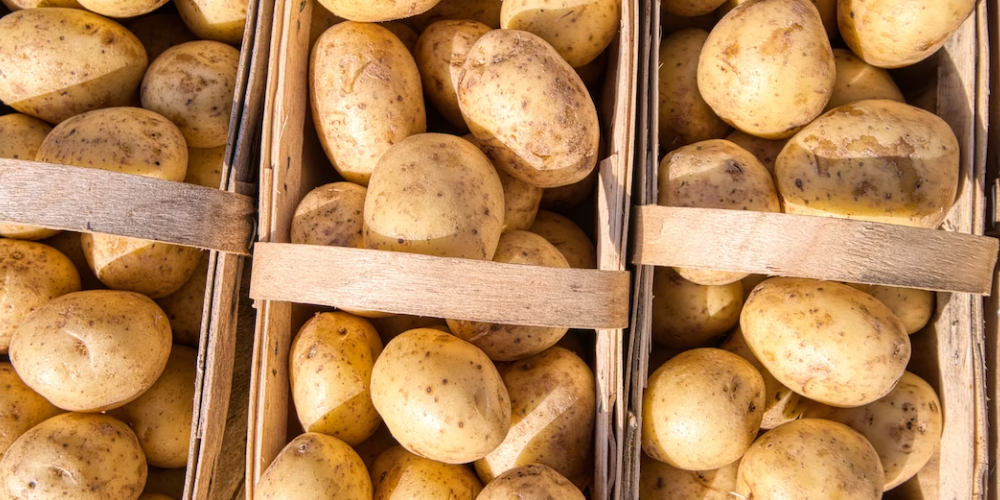 강아지 고구마 먹으면 안되는 이유 1