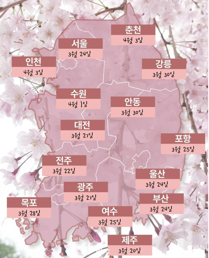 2024 벚꽃개화시기
