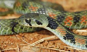 여름, 뱀이 가장 활발한 시기-일명꽃뱀