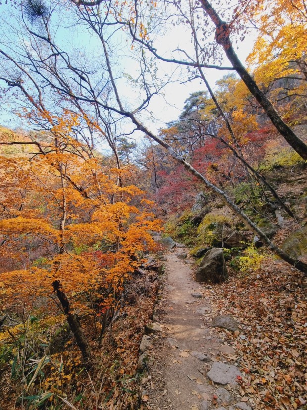 속리산 단풍시기