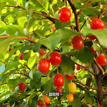 보리수 효능