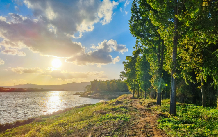고령 은행나무숲