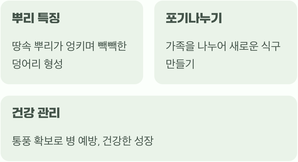 이 작은 요정의 성격을 알아야 해요
