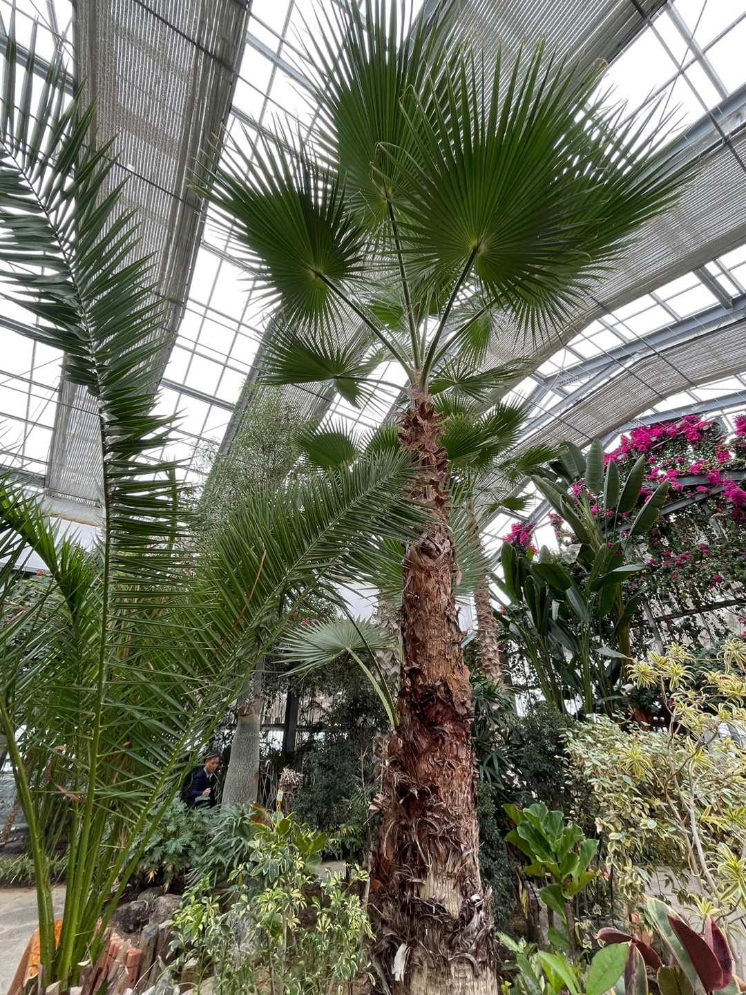 2024 신안 임자도 튤립축제