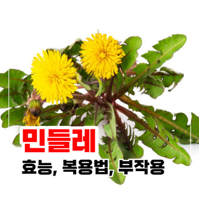 민들레 효능과 복용법과 부작용 및 주의사항 포스팅 이미지