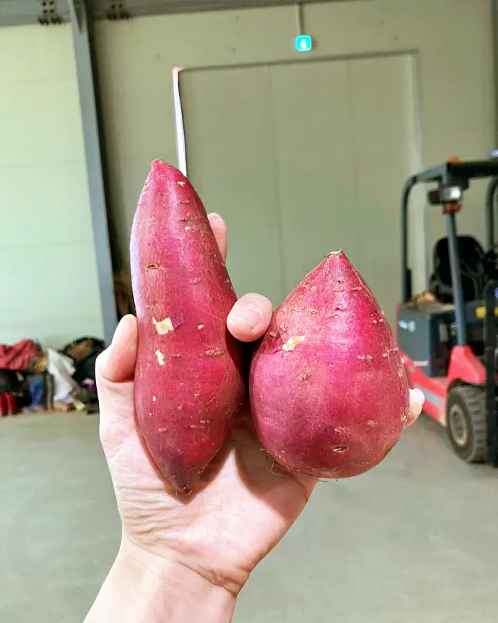 생방송오늘저녁 전북 김제 밤고구마 꿀고구마 고구마 전국 택배 온라인 전화 주문 추천