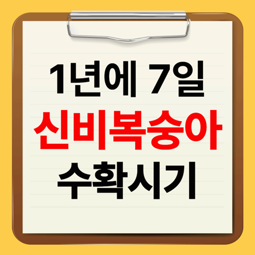 신비복숭아 수확 시기