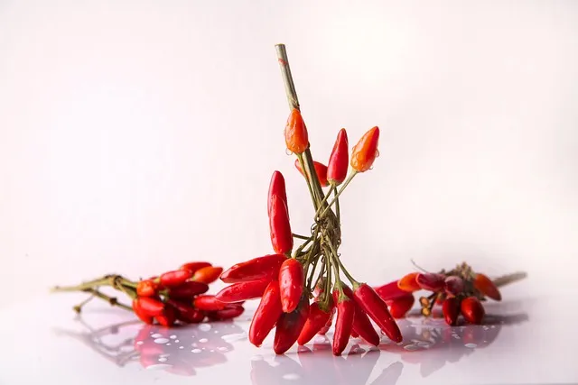 청양고추 장아찌 담그는 법과 재료 손질 황금비율 정리_9