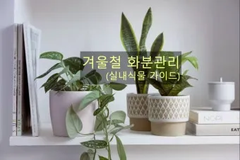 화분 겨울철 관리 난방건조 습도유지 물주기간격 조절 식물등보조_2