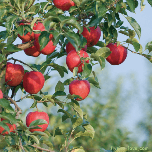 미니사과 (루비에스)