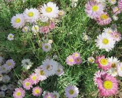  종이꽃(로잔테) 이미지 사진