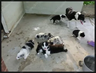 보더콜리분양가 2024년 가격 정보와 분양 팁_10