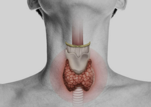 갑상선 기능저하증 증상 좋은 음식 수치 등 알아보기 (24년 Ver)