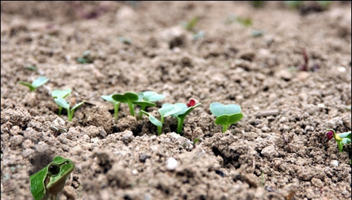 계절의 변화를 세분화한 24 절기 중 '경칩' 이해하기