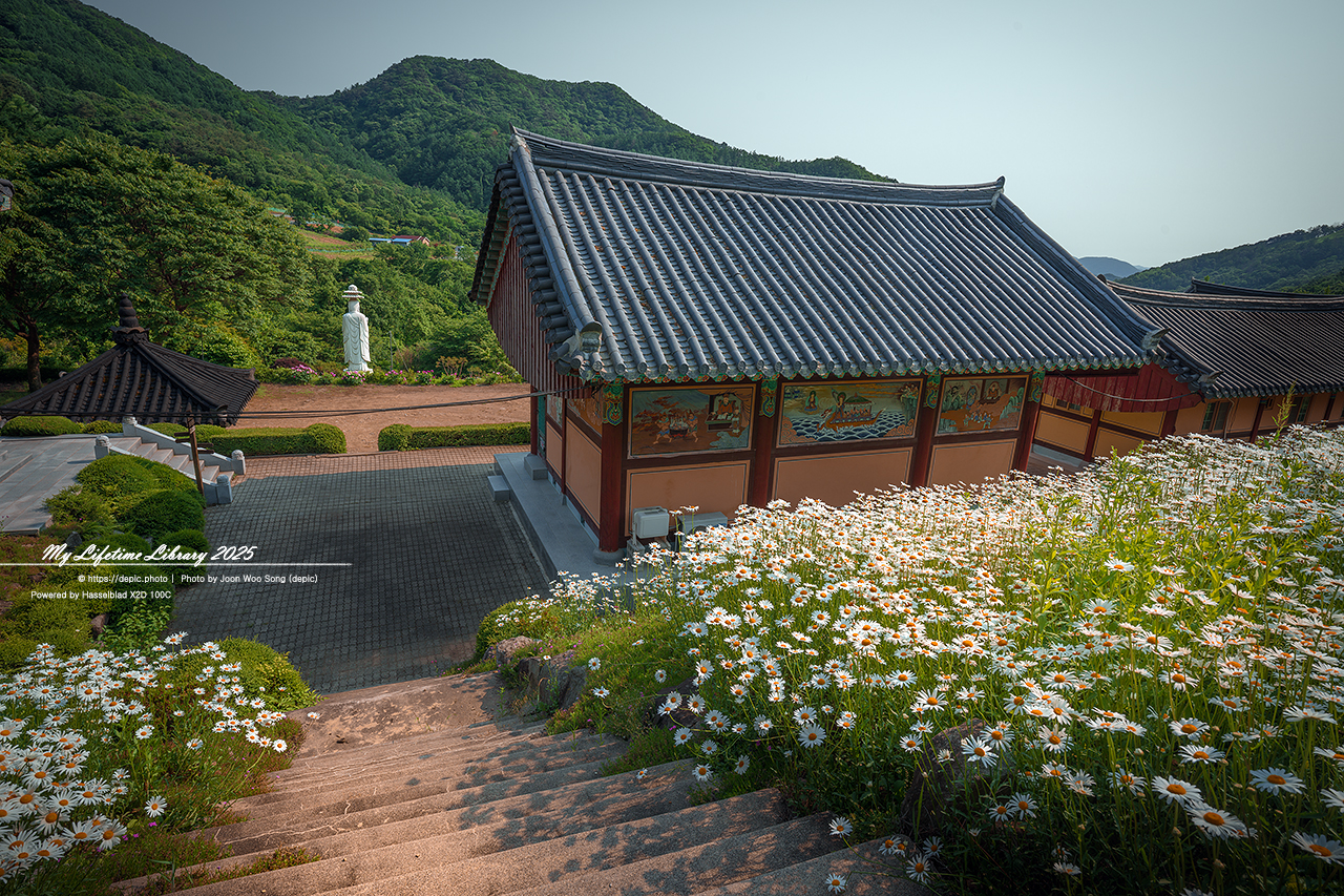 #꽃 #여름 #사찰 #괴산 #불상 #샤스타데이지 #불교