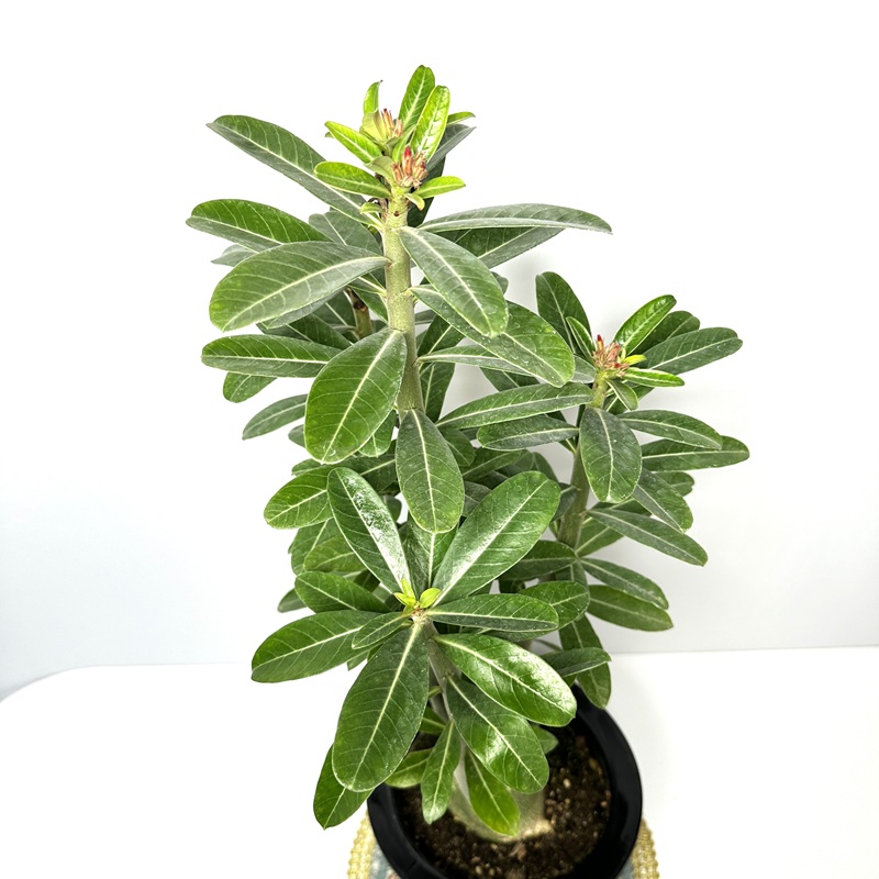 아데니움 키우기 석화 바오밥나무 키우는법