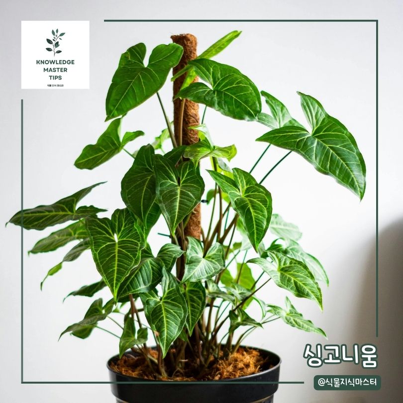습기 제거 식물 - 싱고니움