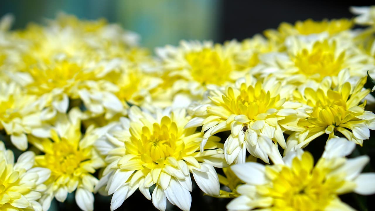 남도와 경상권 가을꽃 축제 추천2