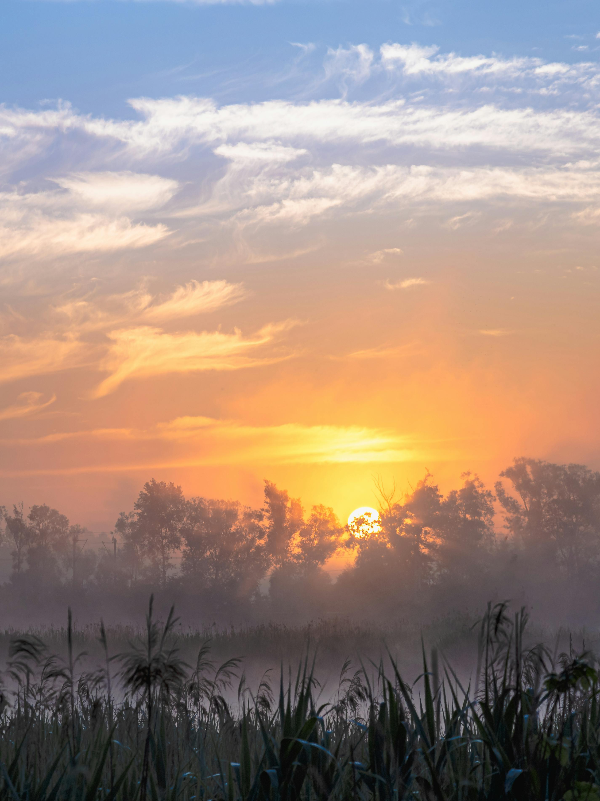 서울근교 갈대밭에서 바라본 안개 낀 새벽 일출