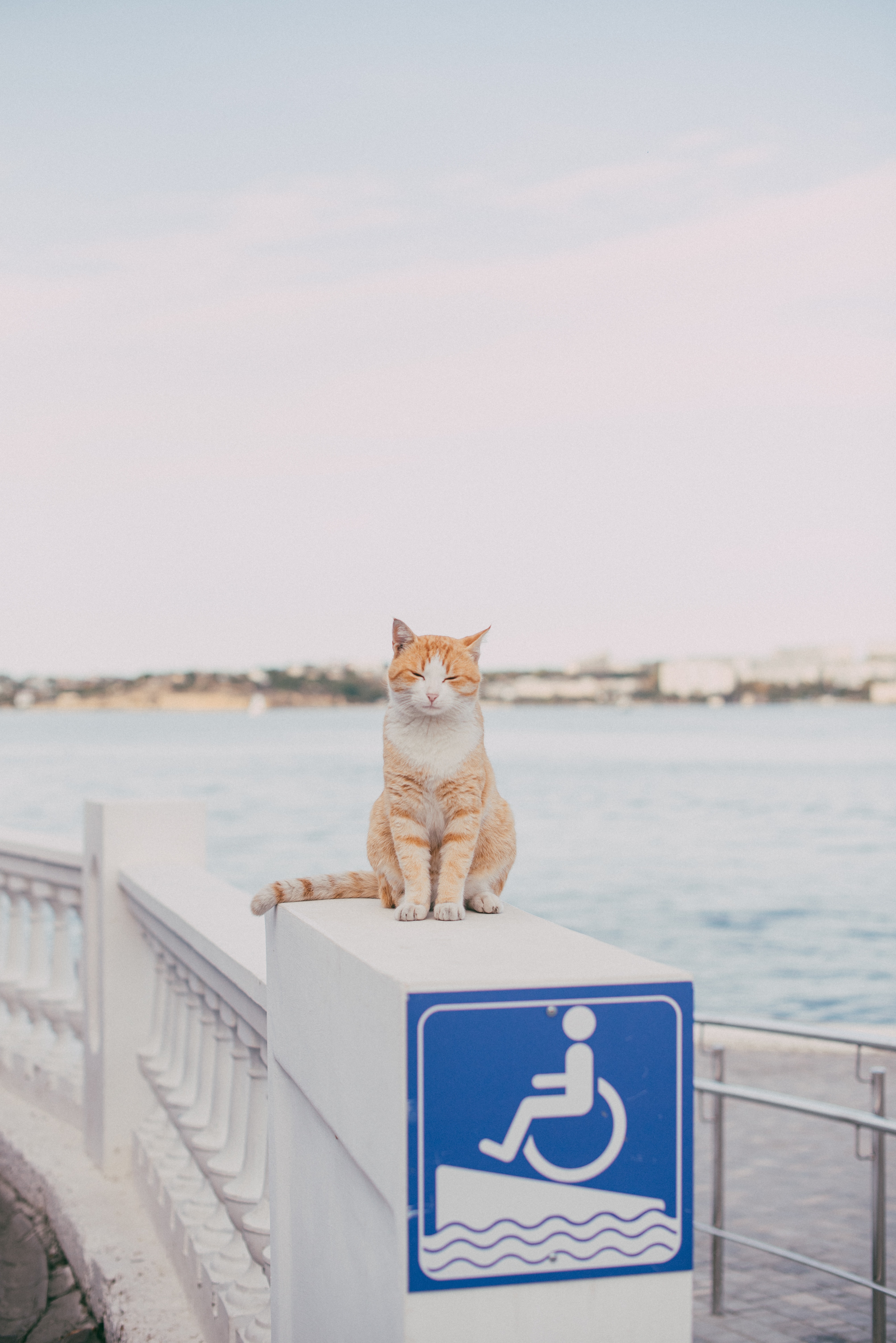 고양이