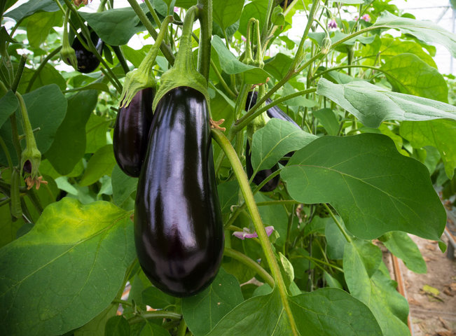 가지 효능, 부작용, 요리 알아보기