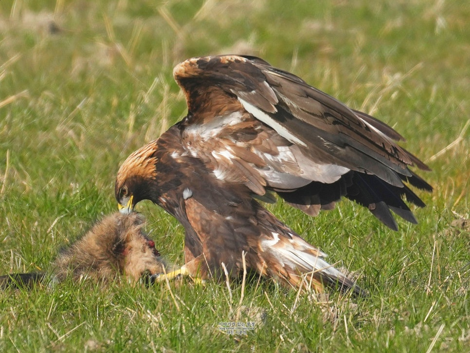 검독수리, 하늘의 왕이 사라진다|멸종위기 맹금류 보호정책 총정리