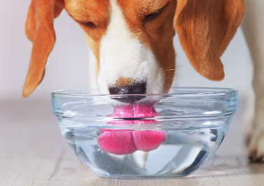 개의 방광염이나 콩팥병 예방 방법.