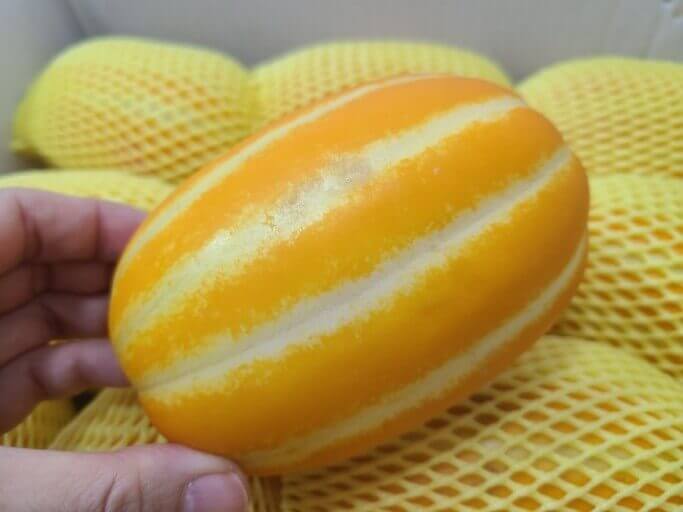 여름 제철 과일 참외 놀라운 10가지 효능과 부작용 및 참외 씨&amp;#44; 참외 껍질 효능