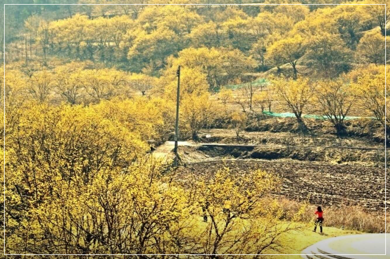 의성 가볼만한곳 베스트10 산수유꽃피는마을