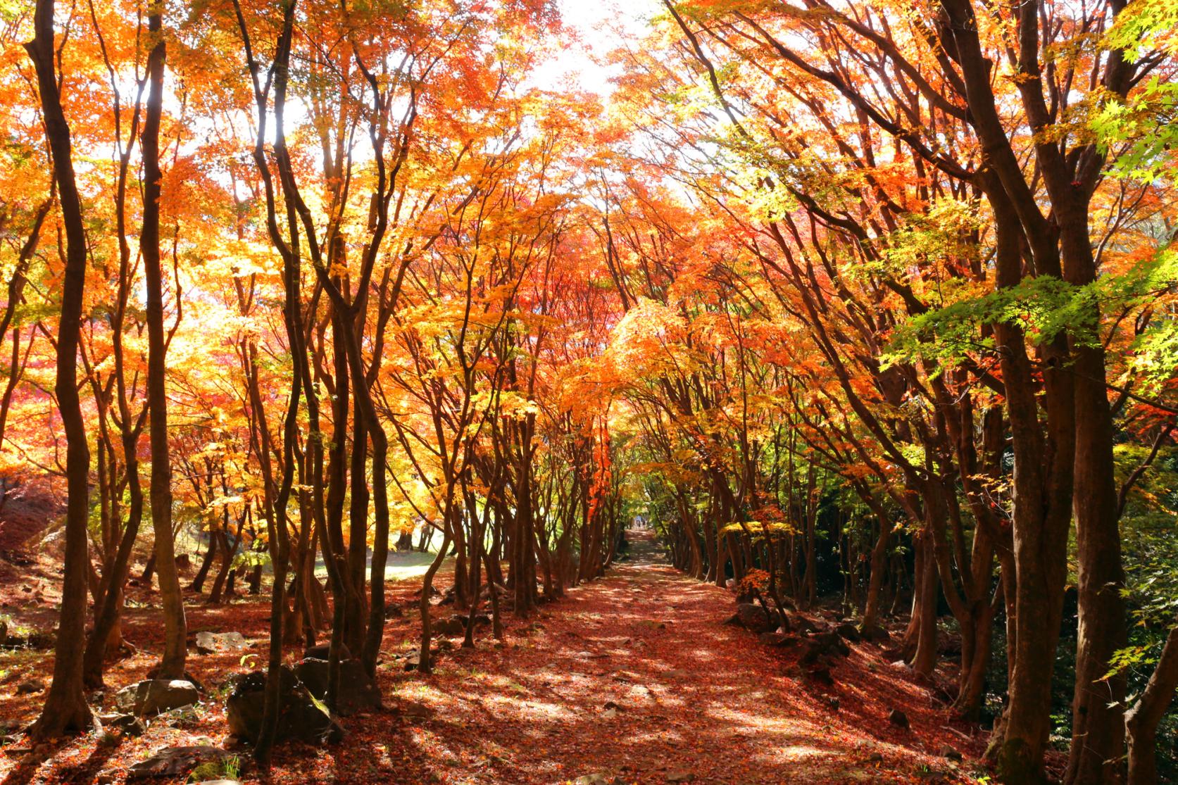 후쿠오카 자유여행 코스 추천 현지인 추천 후쿠오카 명소 여행