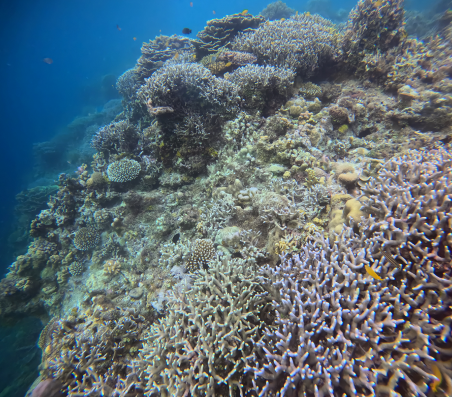 팡라오씨 리조트 앞바다 산호초