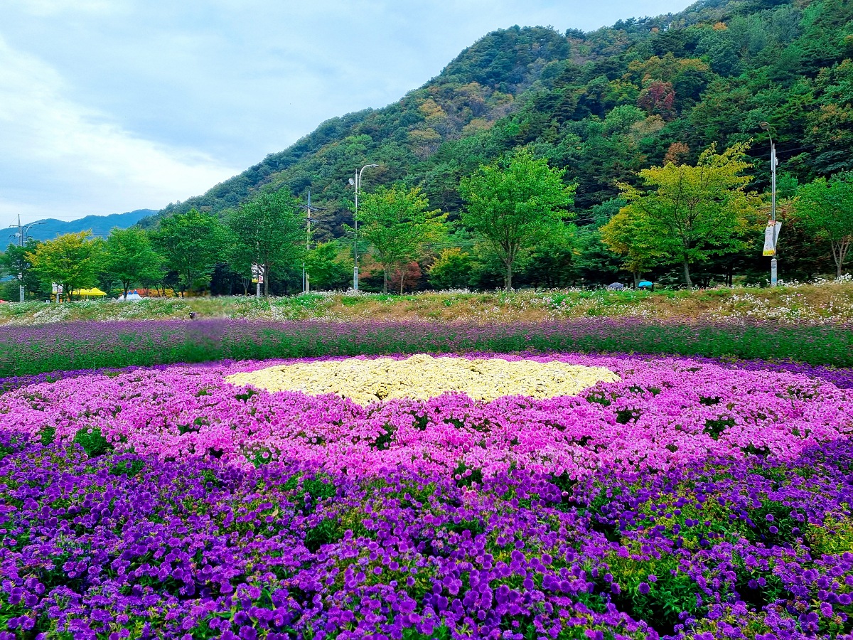 다시 찾아간 2024 인제 가을꽃축제: 국화&amp;#44; 야생화&amp;#44; 수변산책로&amp;#44; 숲 속 꽃길의 매력