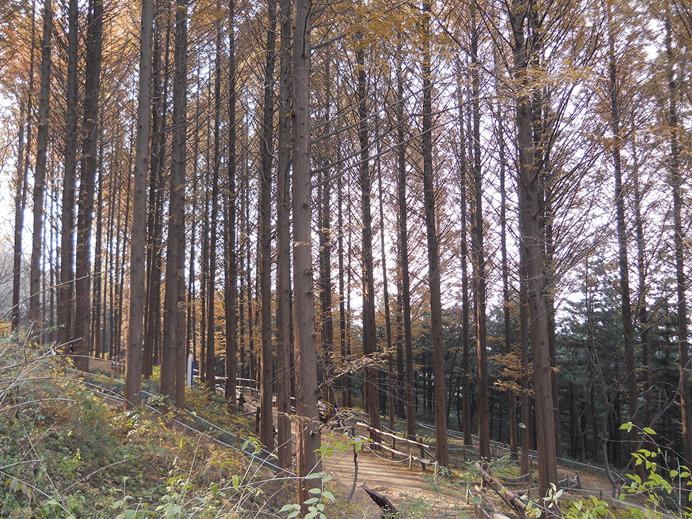 걷고 사랑하며 : 시간이 멈춘 안산자락길을 미치도록 걷고 싶다!