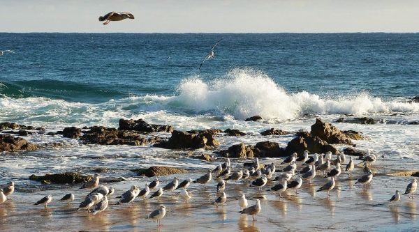 바닷가 갈매기때